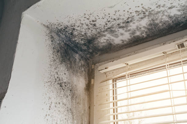 Affordable Commercial Mold Remediation solutions in Garysburg, NC